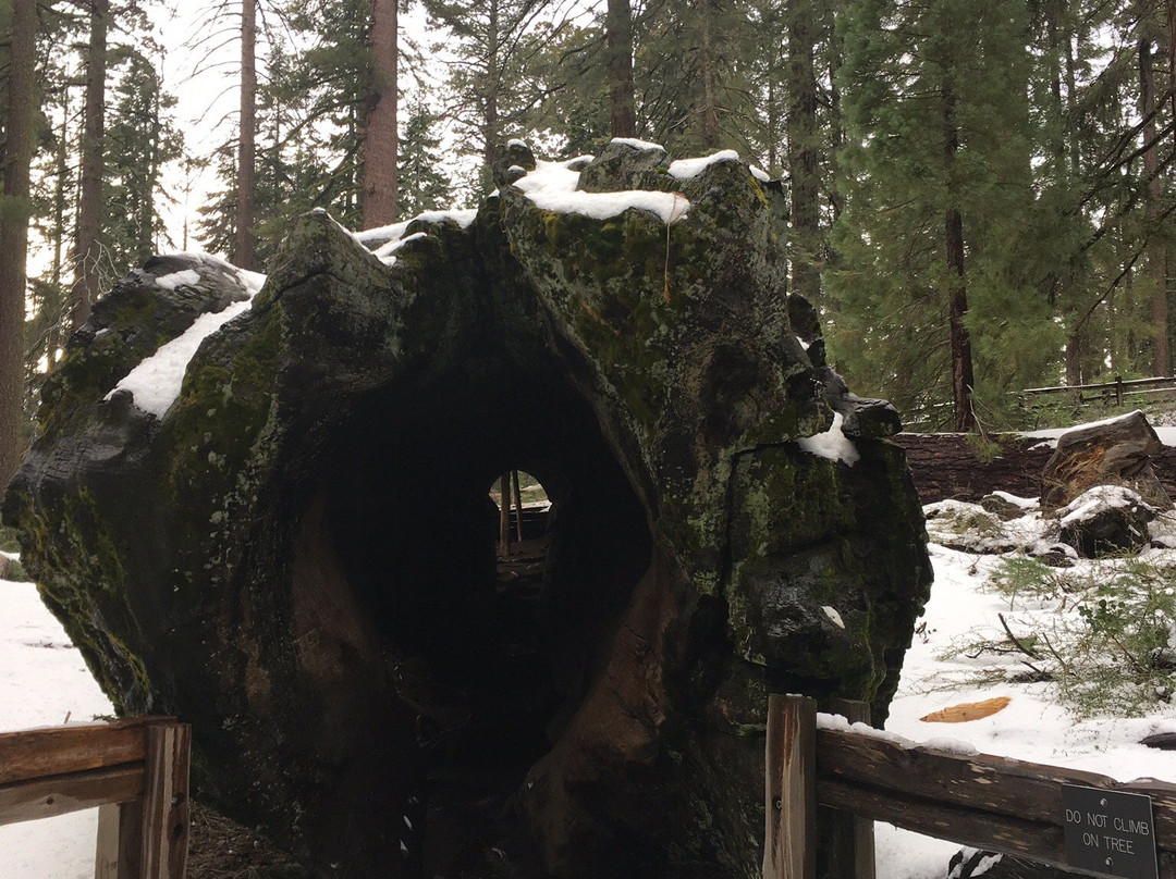 The Fallen Monarch-红杉&国王峡谷国家公园必去景点