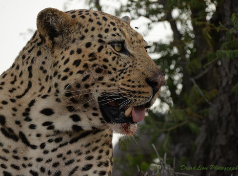 DreadLion Safaris-雾观必去景点