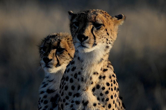 DreadLion Safaris-雾观必去景点