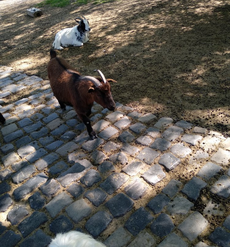 Lindenthaler Tierpark-科隆必去景点