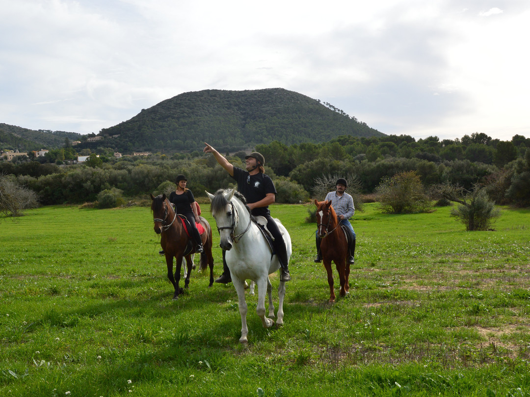 Mallorca Horses景点图片