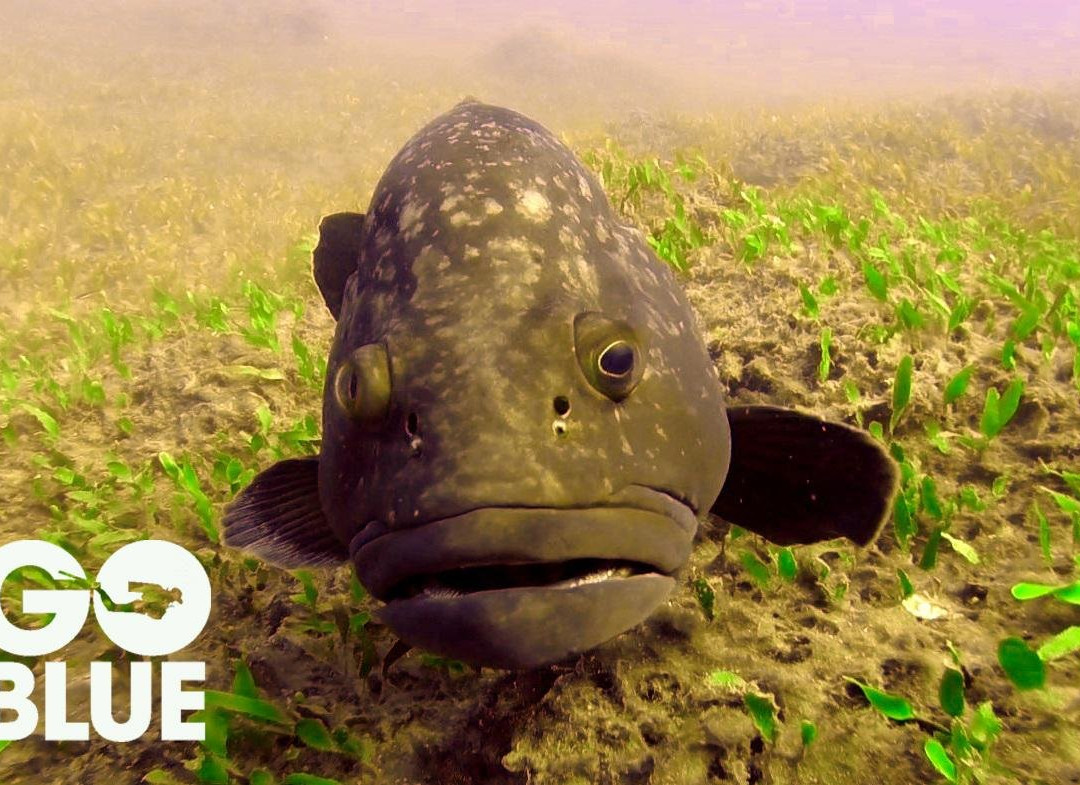 GO BLUE Scuba Diving-利马索尔必去景点