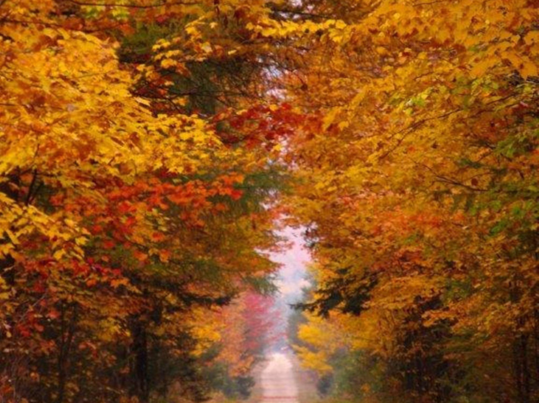 Les Jardins de L'Achillee Millefeuille主图