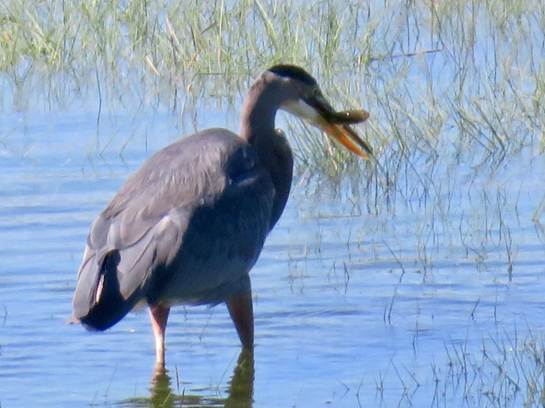 Oyster Cove B&B On Wellfleet Harbor主图