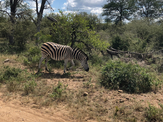 Beyond the Boma主图