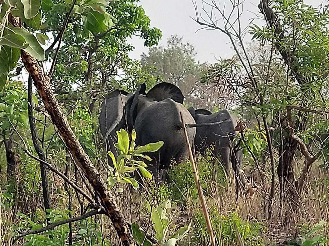 Reserve de Nazinga-瓦加杜古必去景点