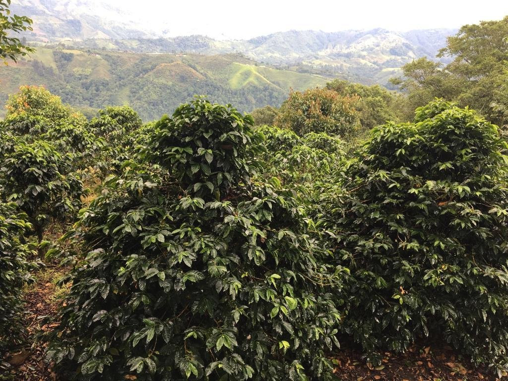 Finca La Coca-萨伦托必去景点