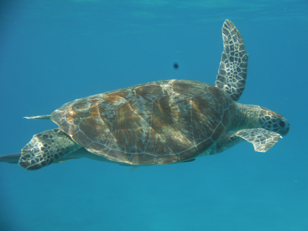 Nyamba Club Plongée-Dzaoudzi必去景点