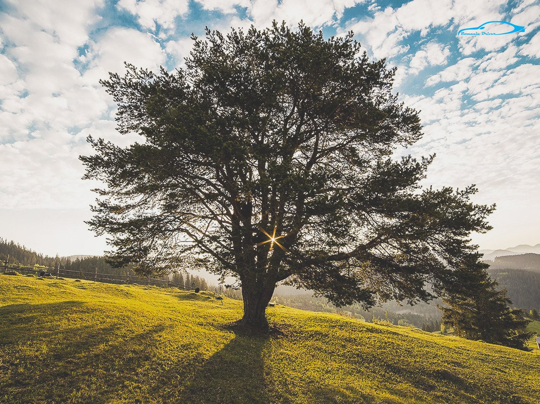 Romania Driver and Guide-布加勒斯特必去景点