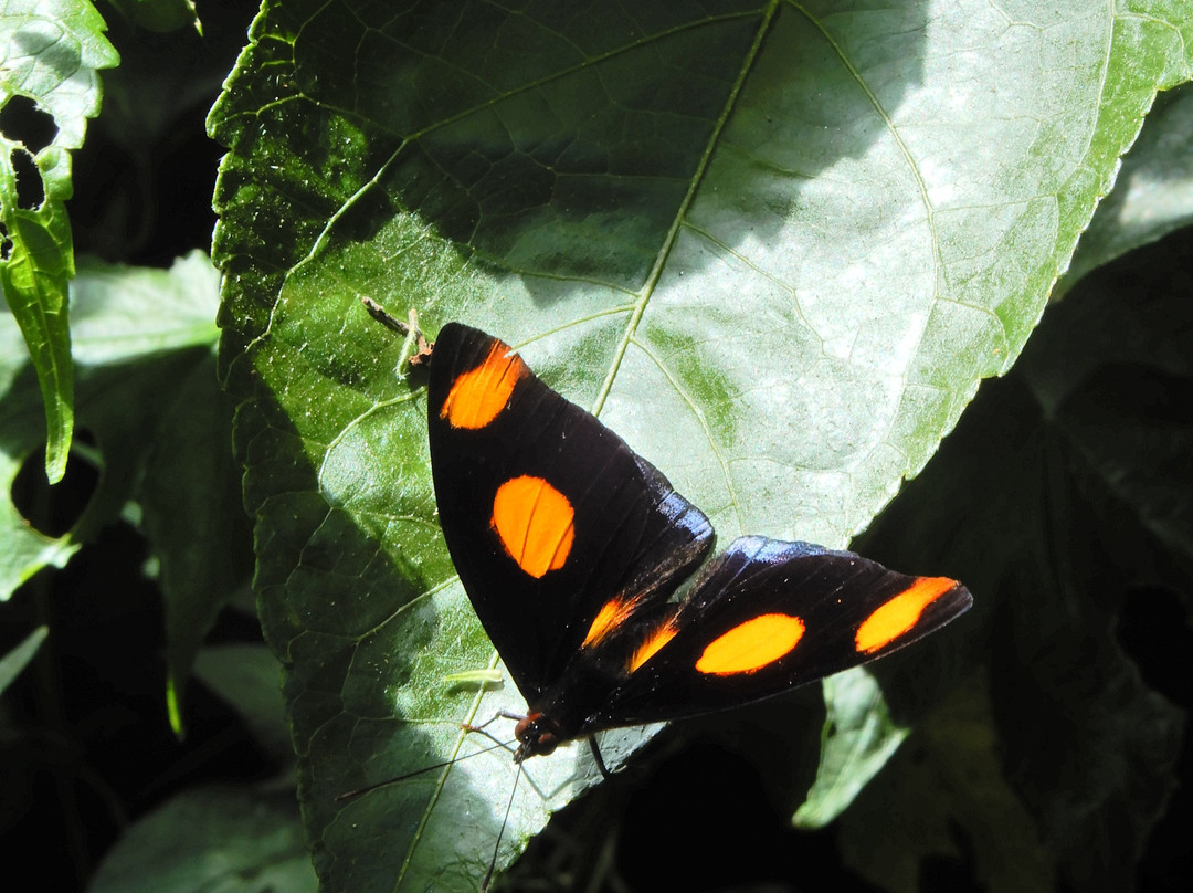Monteverde Butterfly Garden (Jardin de Mariposas)景点图片