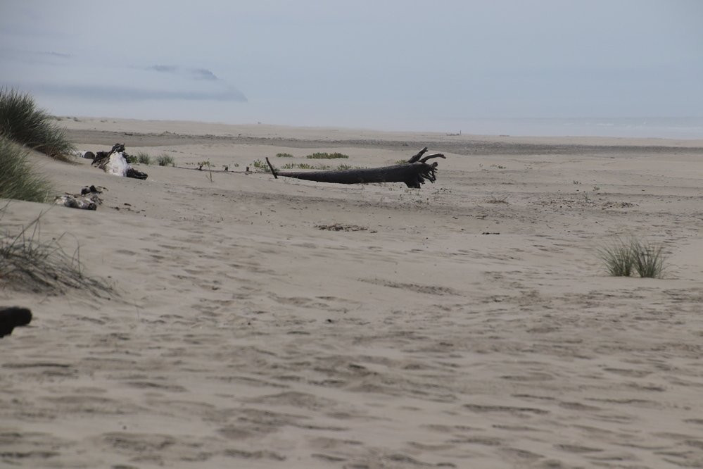 Driftwood Beach State Recreation Site-Seal Rock必去景点