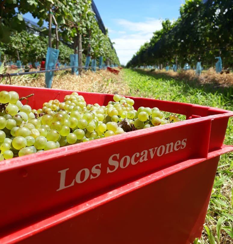 Bodega Terra Camiare景点图片