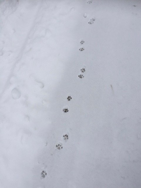 The Bailey's Bed 'n Bale主图