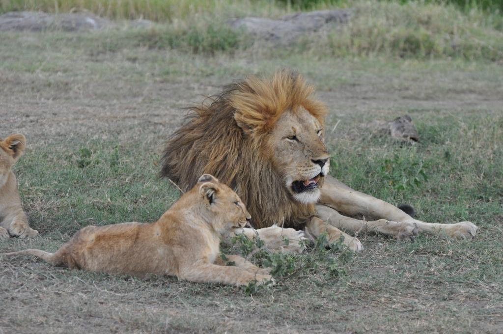Kimgoni Tanzania Safaris-阿鲁沙必去景点