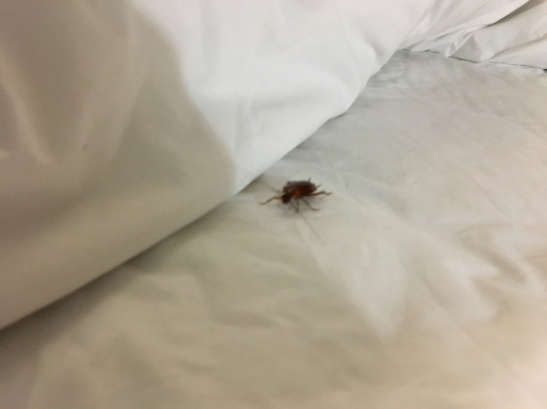 Americas Best Value Inn Pharr主图