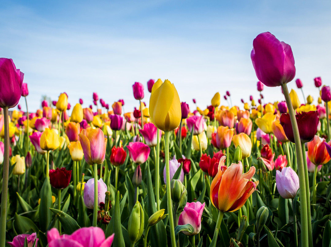 Dutch Flower Tours景点图片