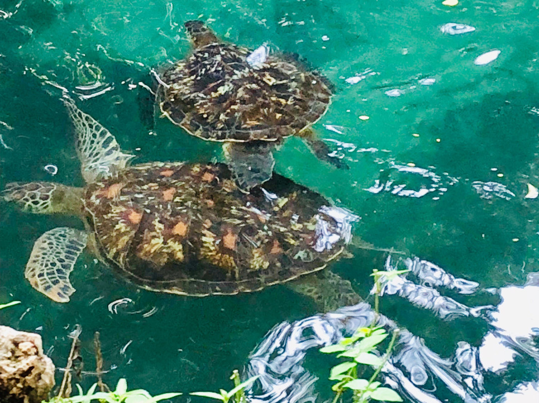 Baraka Natural Aquarium - Nungwi-孥归必去景点
