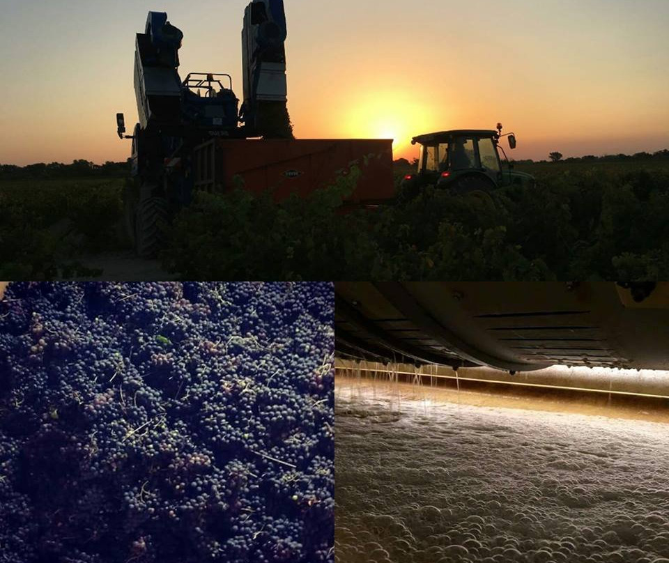 Vignovins景点图片