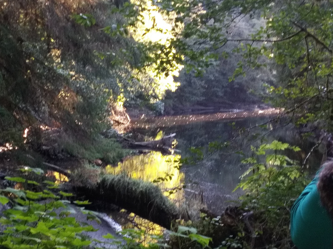 Golden Spruce Trail-Port Clements必去景点