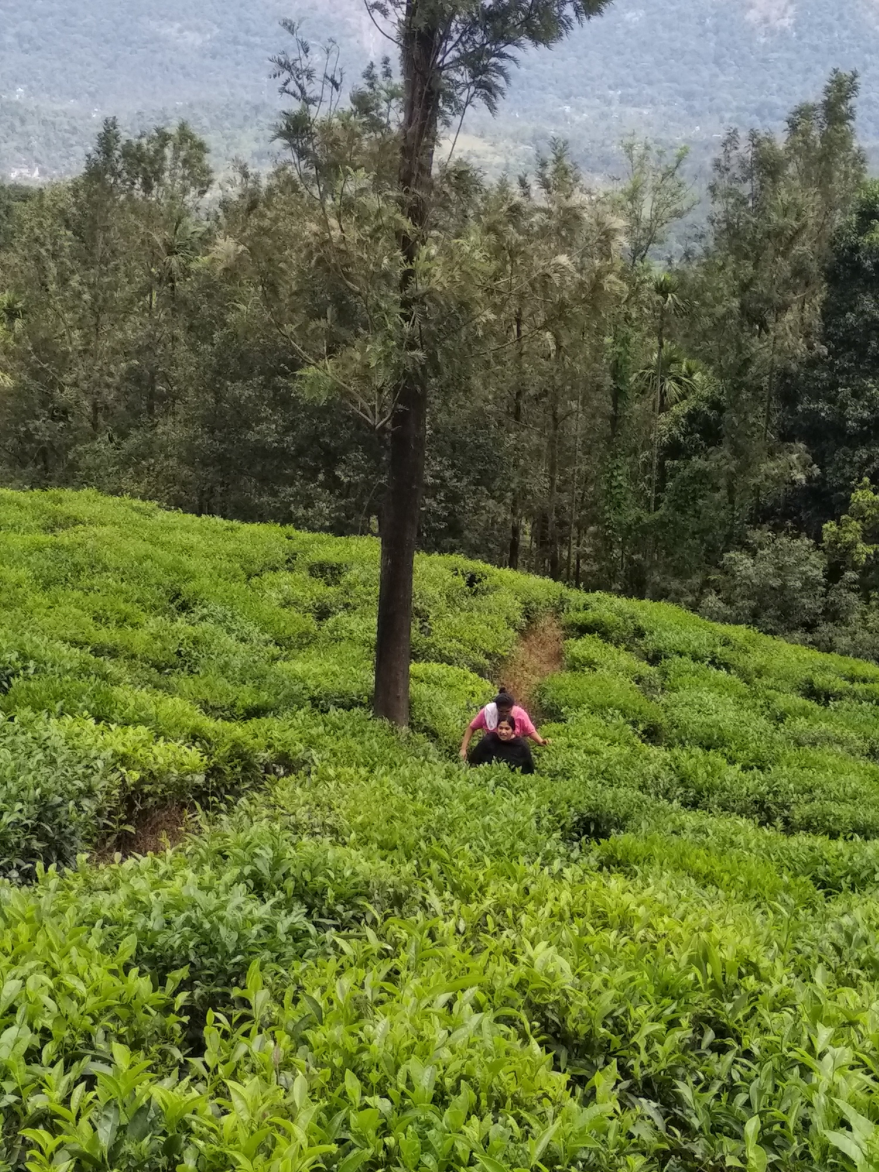 Coffea Aroma Resort - Wayanad-官方