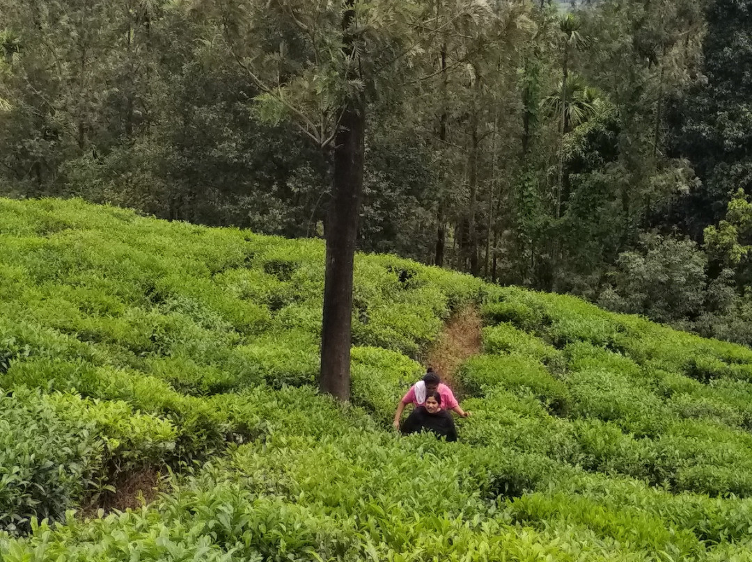 Coffea Aroma Resort - Wayanad主图