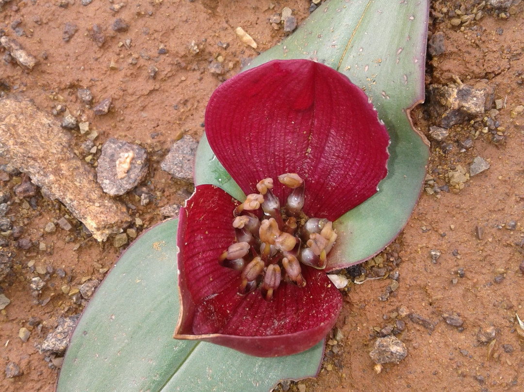 Akkerendam Nature Reserve-Calvinia必去景点