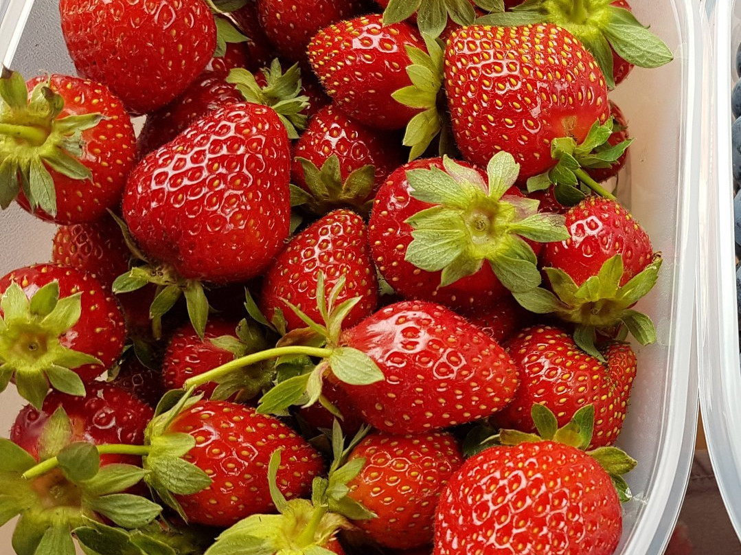 Driediger Farms-Langley必去景点