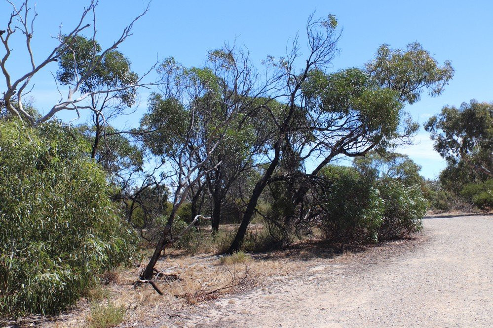 Aldinga Scrub Conservation Park景点图片