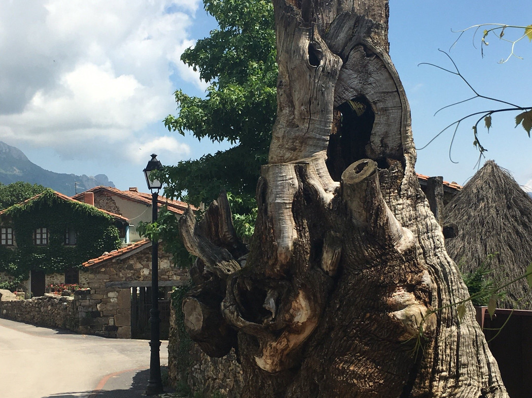 Mogrovejo旅游攻略图片