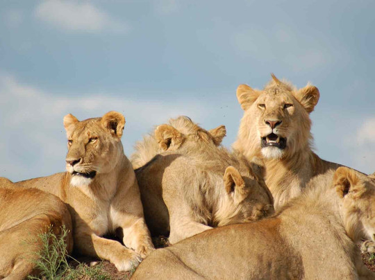 Tropical Cats Tours-蒙巴萨必去景点