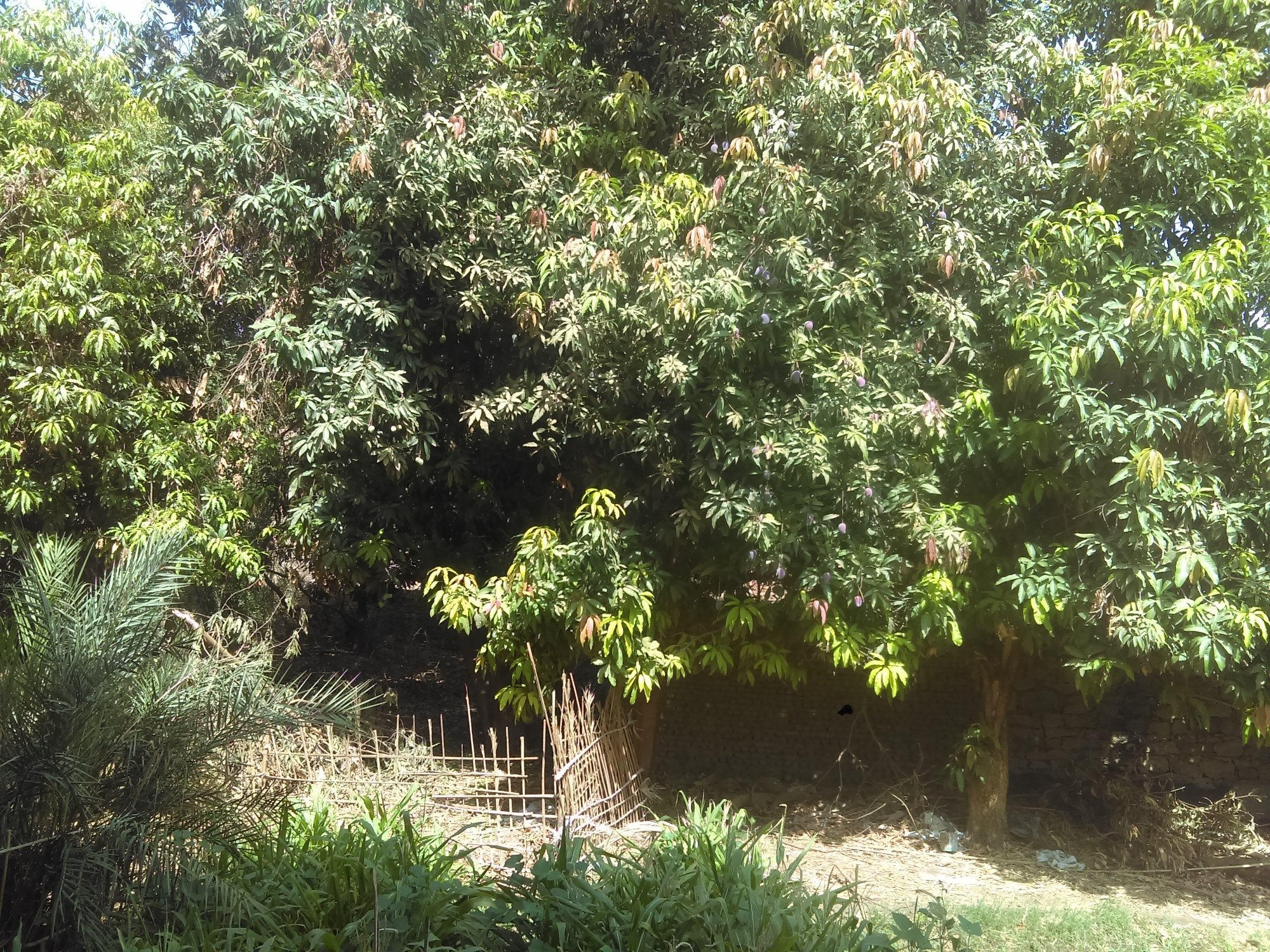 The Mango Guesthouse-浴室
