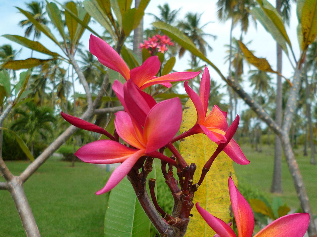 Club Med Les Boucaniers - Martinique主图