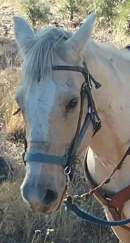 Spencers Rocken Horses-Heber必去景点