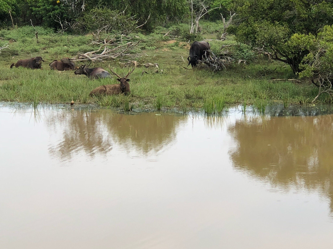 Bundala Safari And Village Experience-蒂瑟默哈拉默必去景点