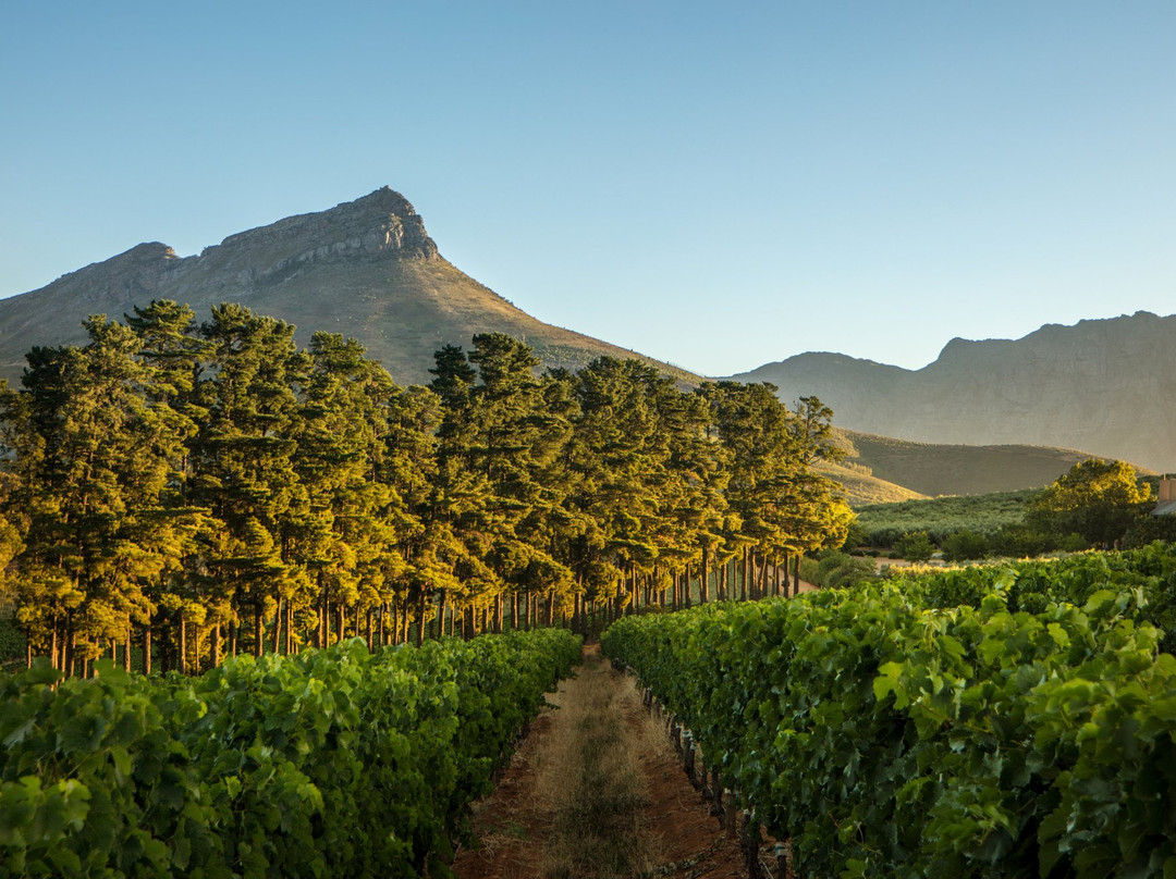 Thelema Mountain Vineyards