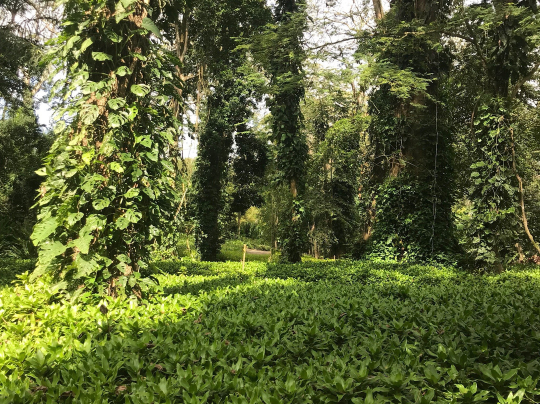 Parque de la Exotica Flora Tropical景点图片