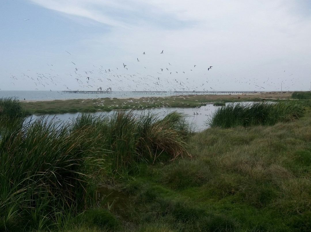Pisco Beach-皮斯科必去景点
