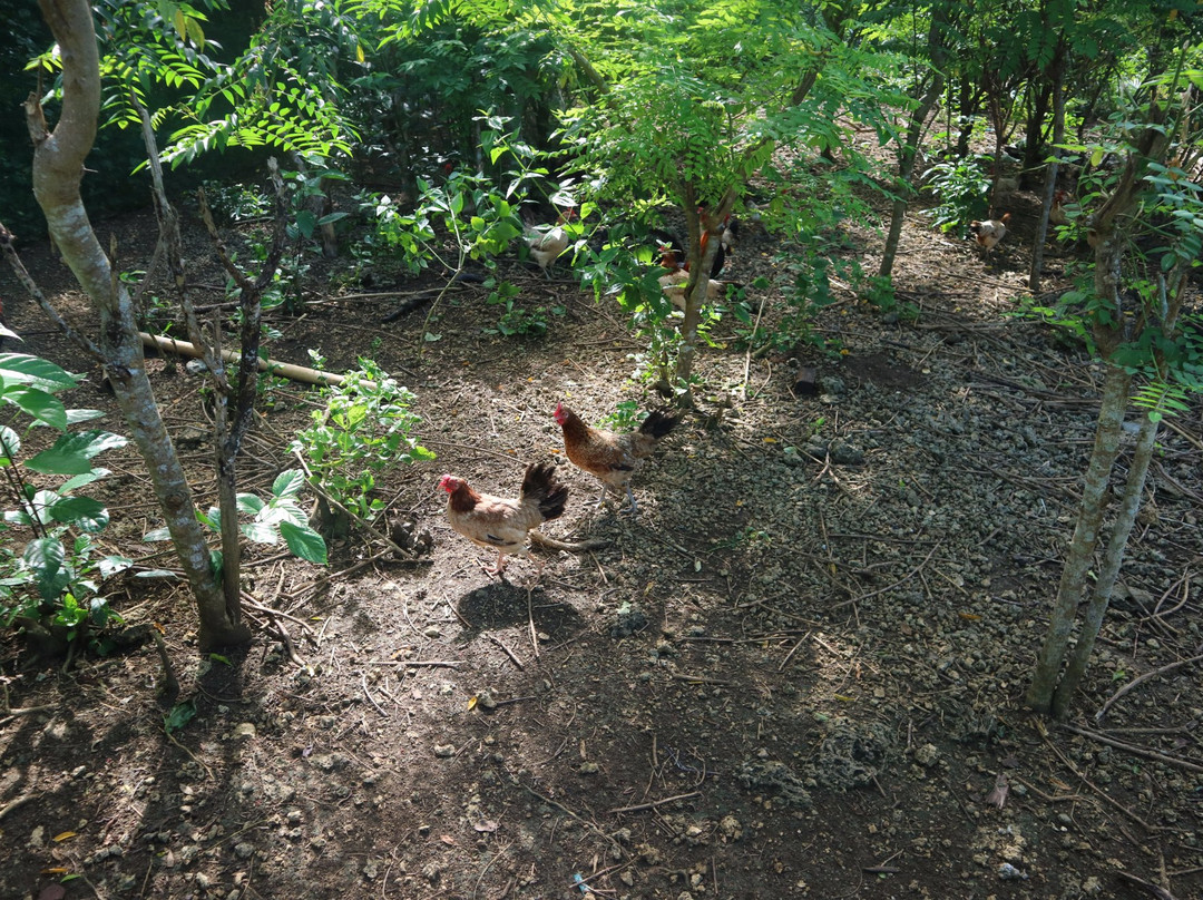 Maribojoc Organic Demonstration Farm-Maribojoc必去景点