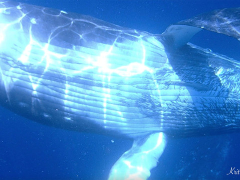 Swimming with Whales at Sandy Beach Resort-Foa Island必去景点