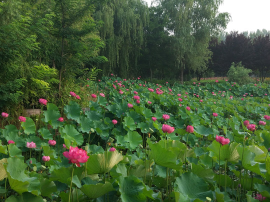 中原花木博览园-鄢陵县必去景点