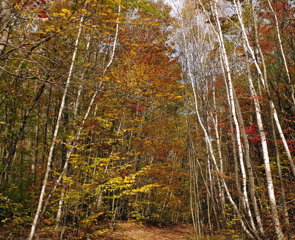 Mountain Meadow Preserve-威廉斯敦必去景点