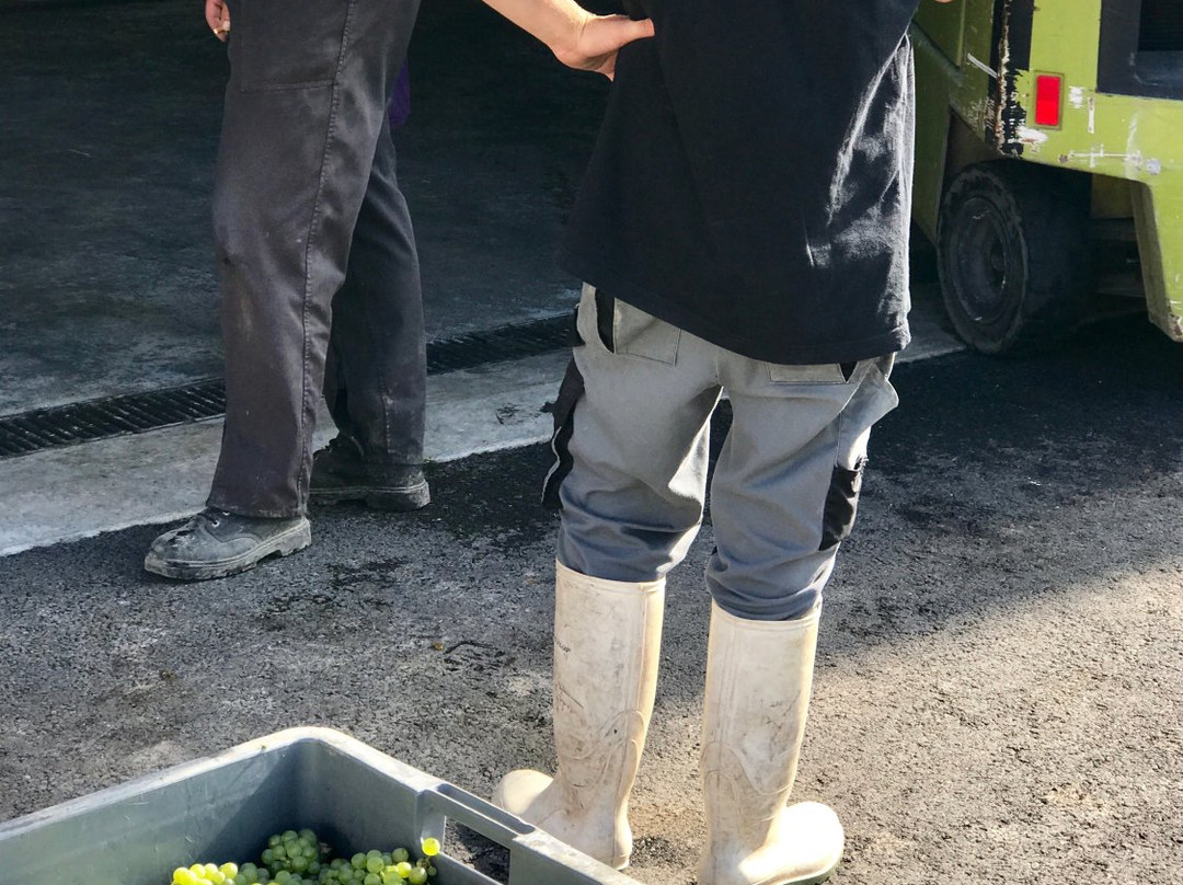 Alexander Vineyards-弗雷德里克斯堡必去景点