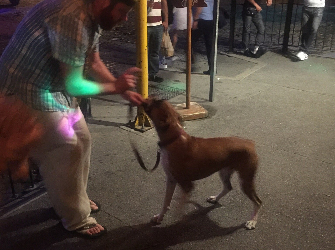 Mr. Flamingo-瓦拉塔港必去景点