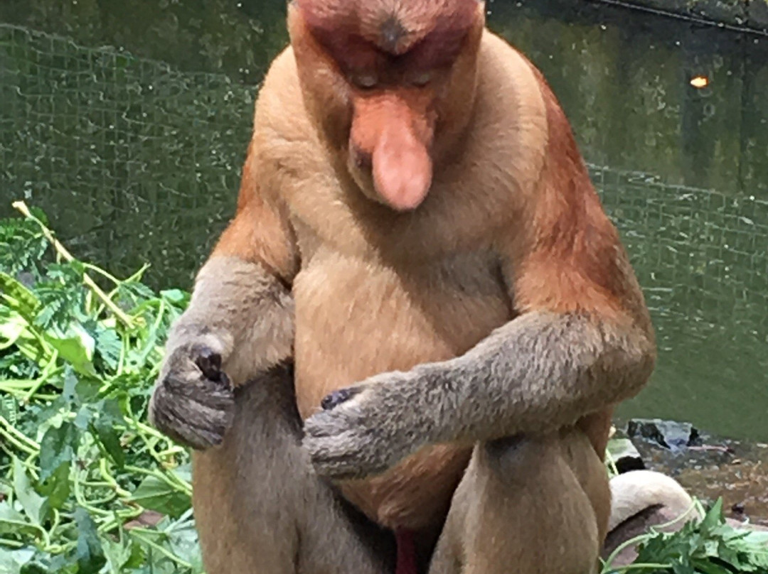 Tagal Tinopikon Park-兵南邦必去景点