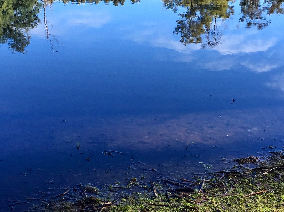 Warrawee Forest Reserve-Latrobe必去景点