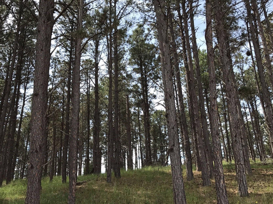 Nebraska National Forest-Halsey必去景点