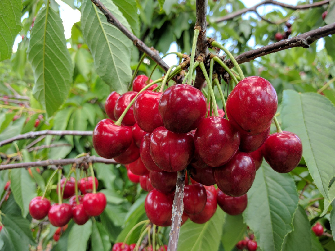 Spring Valley Orchard-Afton必去景点