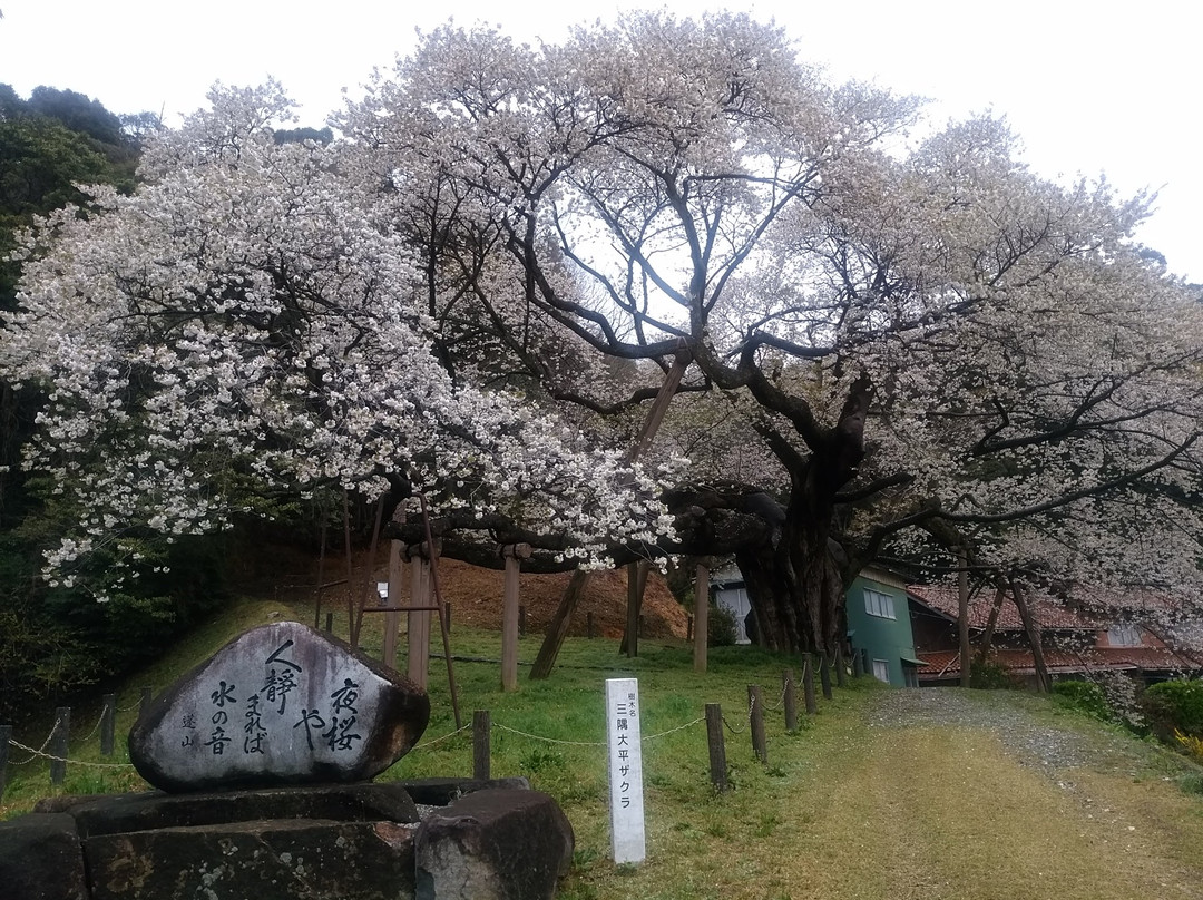 Misumi Obira Zakura-滨田市必去景点