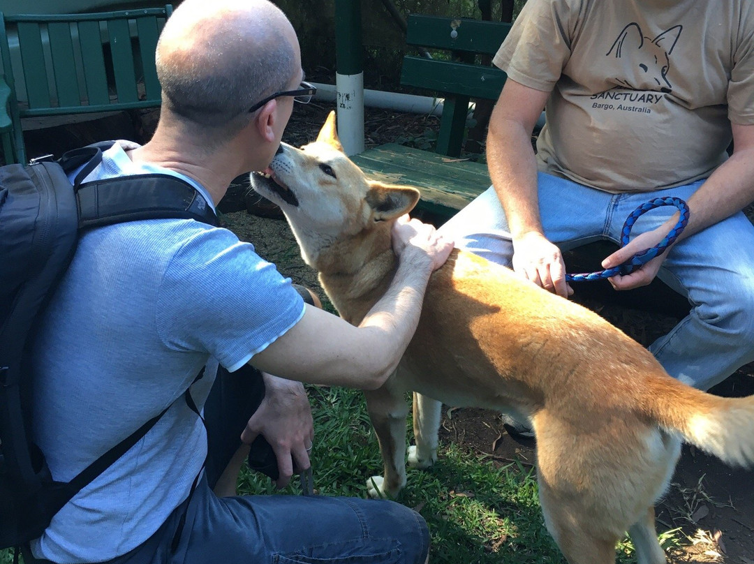 Dingo Sanctuary-Bargo必去景点