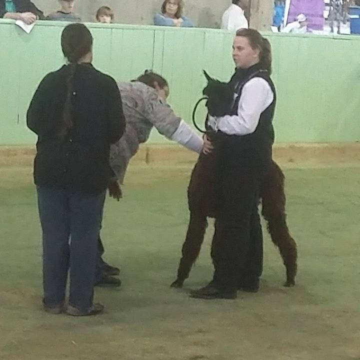 Zena Suri Alpacas-Jay必去景点